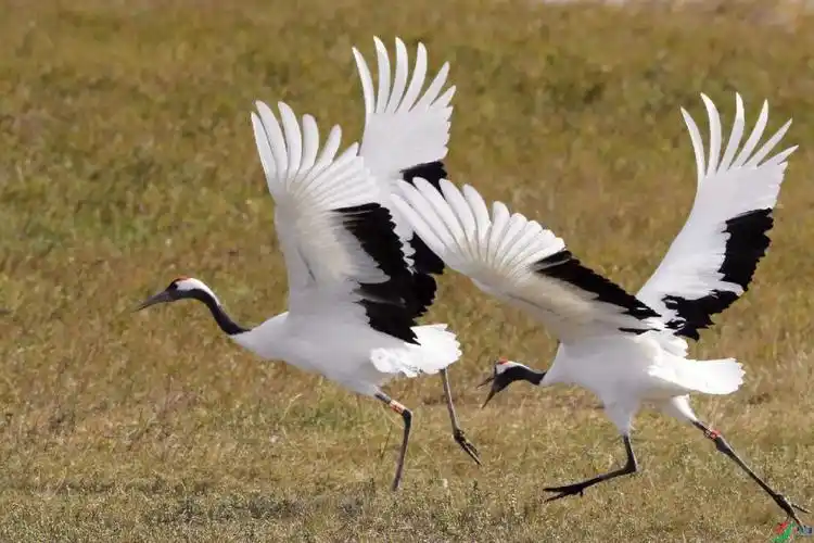 国家级一级重点保护野生动物丹顶鹤