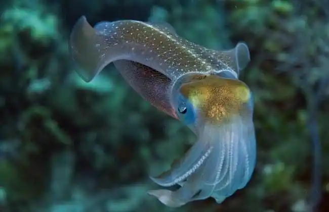 金乌贼养殖技术视频