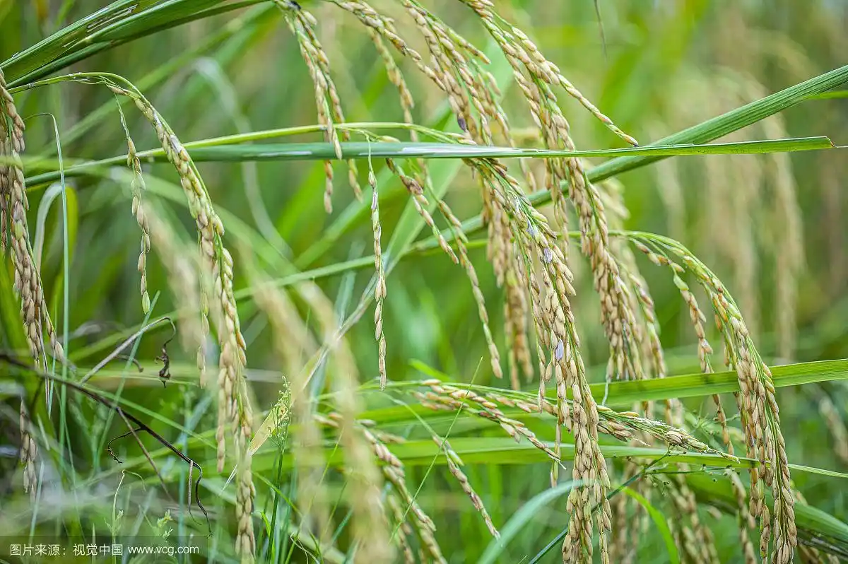 低头的农作物稻穗特写