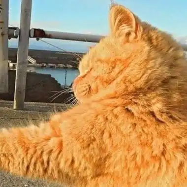 橘猫掐脖子 - 「橘猫掐脖」沙雕情头系列_情头头像_情头表情