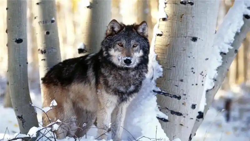 狼的尾巴一般是向下还是向上