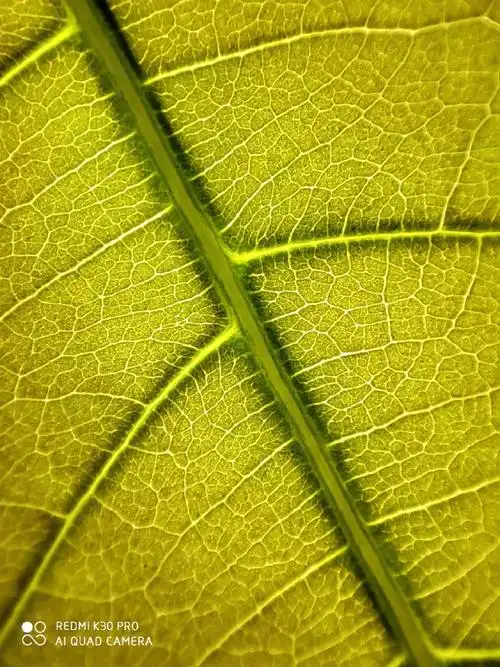 树叶能直观反映四季变幻,摄影师@风5031用"显微镜手机"k30 pro在叶子