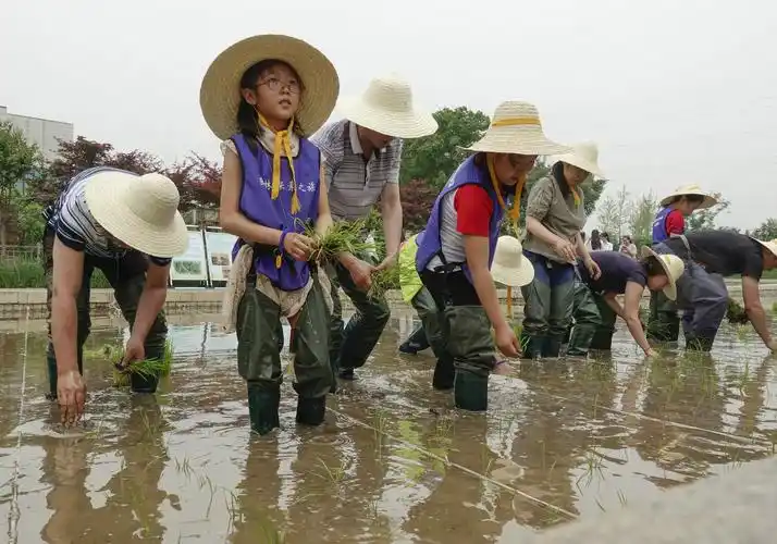 在园博馆里体验插秧乐趣