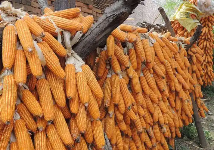 秋天是庄稼成熟的季节,也是农民伯伯最喜爱的季节.