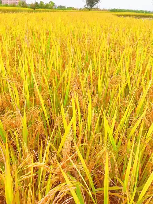 夏季稻谷熟了