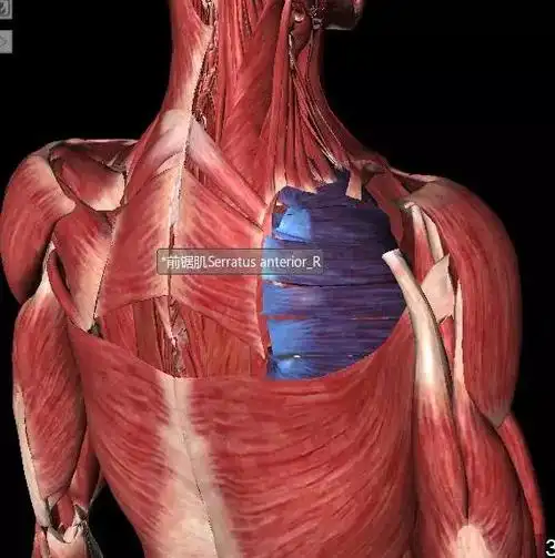 肩胛骨有关肌肉(神经)