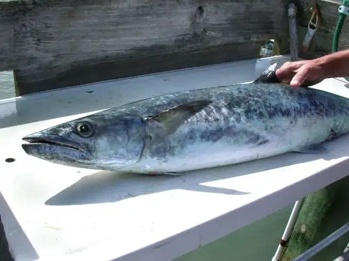 开春第一鲜浙江象山港马鲛鱼陆续上市最贵每公斤240元