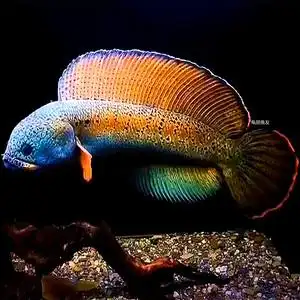 005人付款淘宝黄金眼镜蛇雷龙鱼 巴卡幻蓝幻彩红宝石