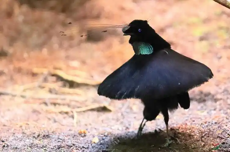 阿法六线风风鸟天堂鸟阿法六线风鸟