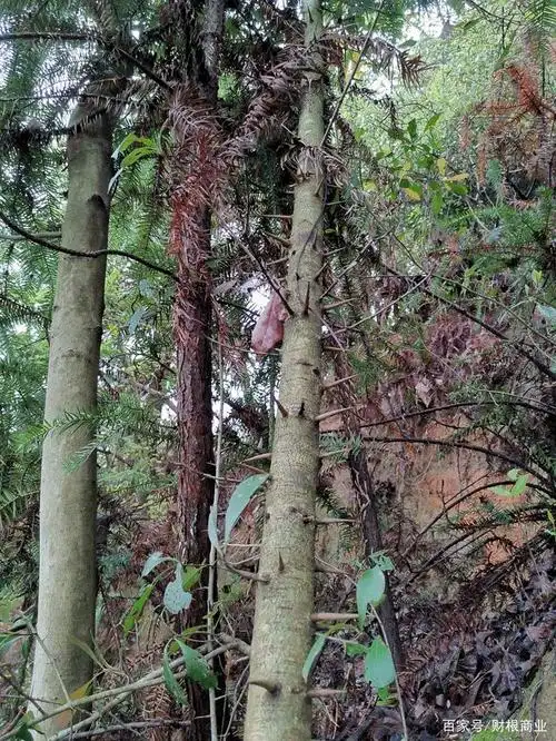 清明节,在老家的一天