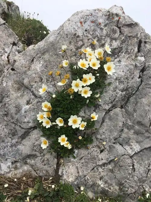 岩石上各种花,坚强的生长
