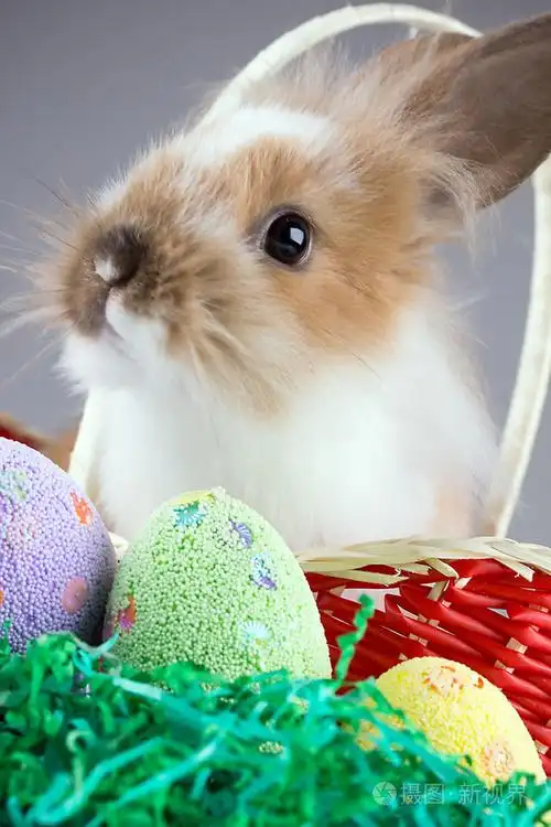 复活节小兔子-兔子