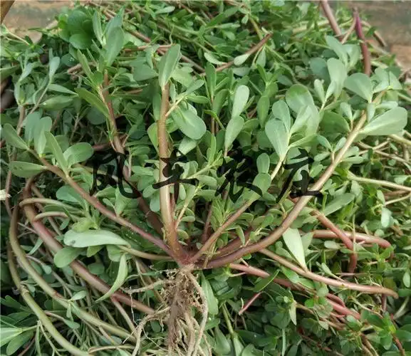 马齿苋菜新鲜马齿菜马蜂菜野生马菜马齿笕蚂蚱菜 马齿苋干(二斤)