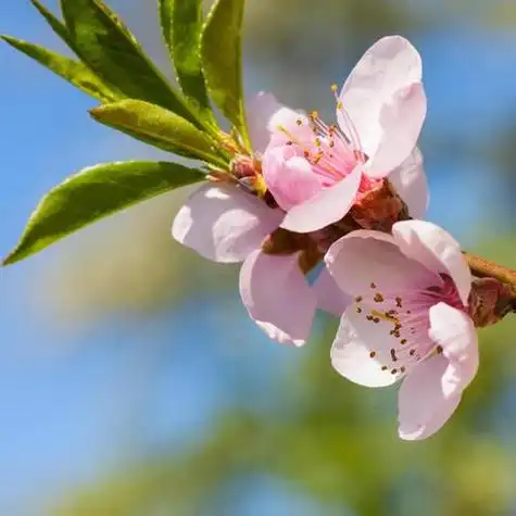 唯美桃花微信头像图片大全 微信头像图片大全 -【爱个性】