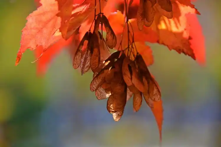 火红的槭树叶,原创拍摄|树叶|原创|拍摄_新浪新闻