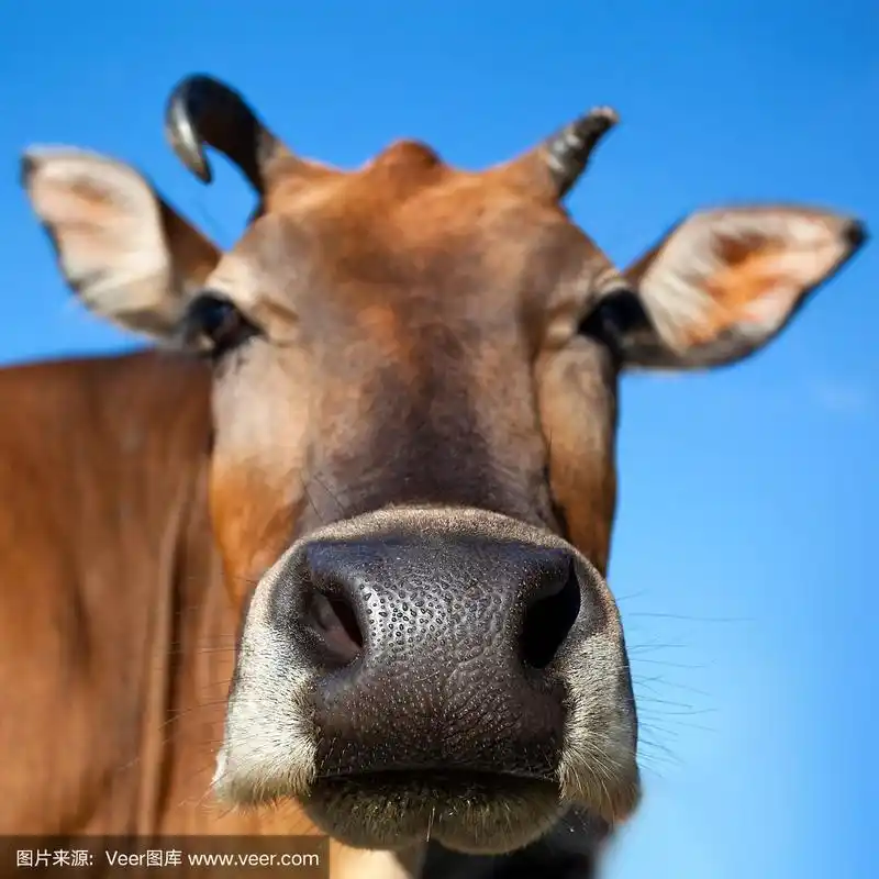 牛头特写