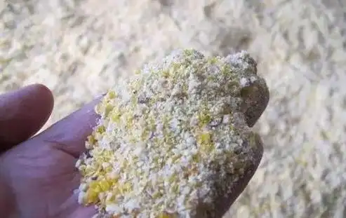 纯玉米粒喂鸡好不好很多养鸡户不知道行家说得有道理