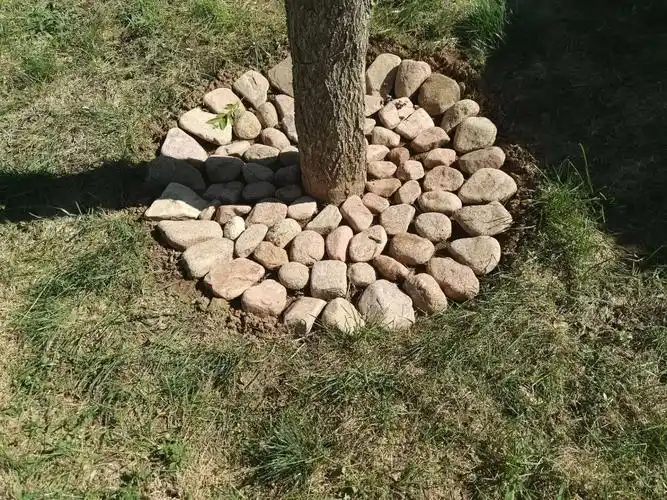 【海港区常态创卫】金梦海湾鹅卵石美化树坑(第1557期)