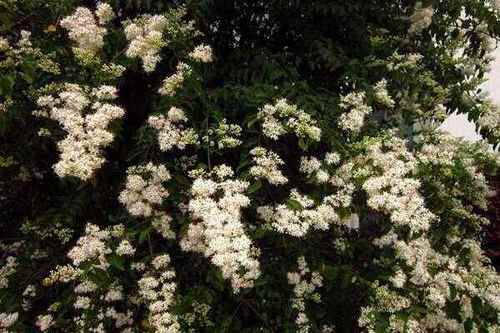 小叶白蜡树 1.5/棵 小蜡树