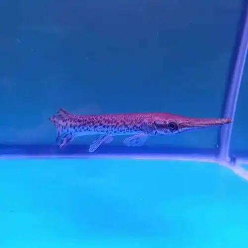 雀鳝鳄鱼活体尖嘴鳄长嘴鳄鱼火箭大型凶猛观赏鱼包邮包活包邮已售0