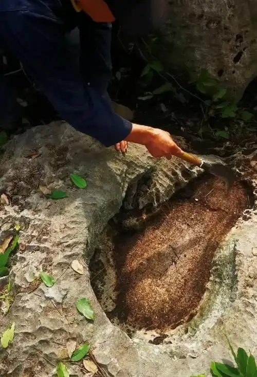 安徽一景区出现神秘大脚印