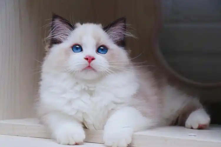 是一只会爱你的布偶猫噢