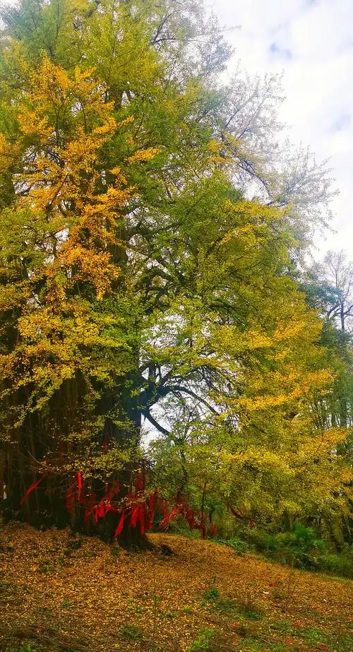 4700年中华银杏王