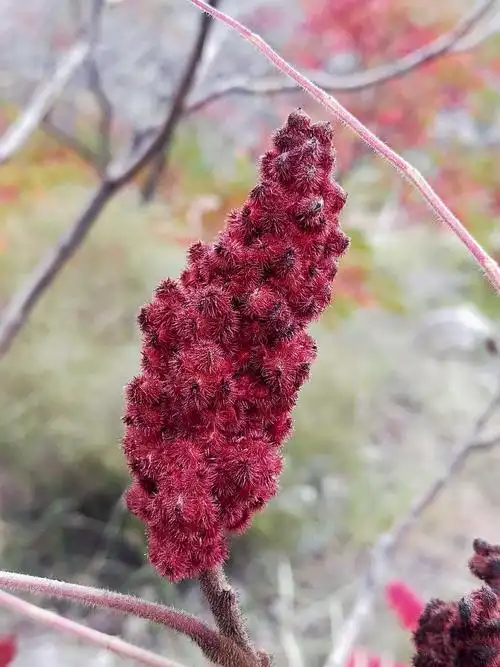 椿树的花也是美美哒