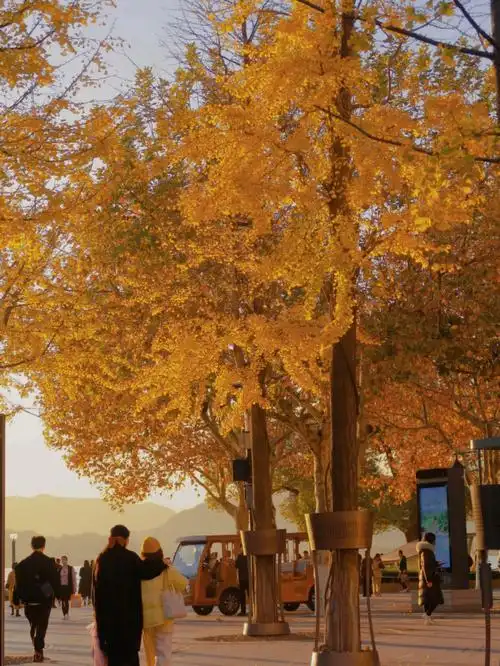 杭州南山路的秋天