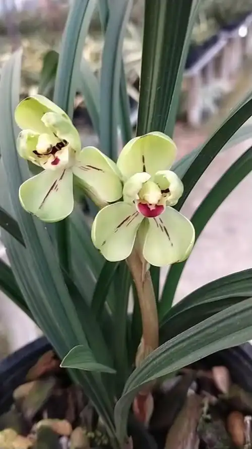 春兰兰花品种及价格(春兰花品种名称及图片)