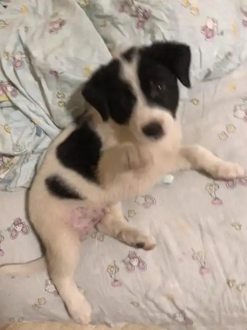 武汉黑白小土狗 无偿领养