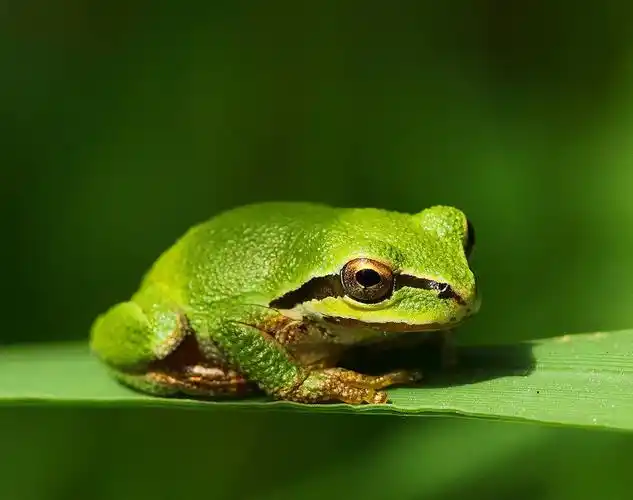[贴图]春天来了,好乖的青蛙美图