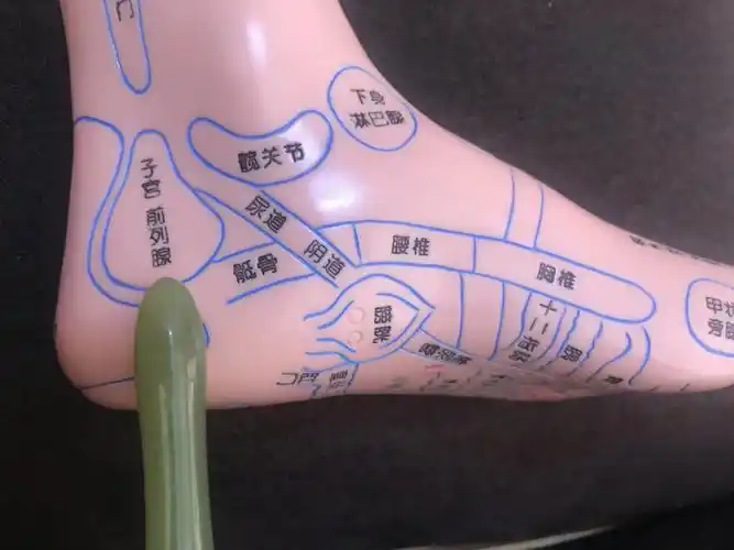 足底反射区  #子宫  #前列腺炎子宫,前列腺:位置:位于双脚后跟内侧