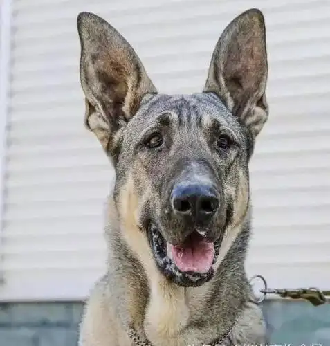 狼青犬狼青犬可谓是中国本土狼犬中,最凶猛,攻击里最强悍的一种狼犬了