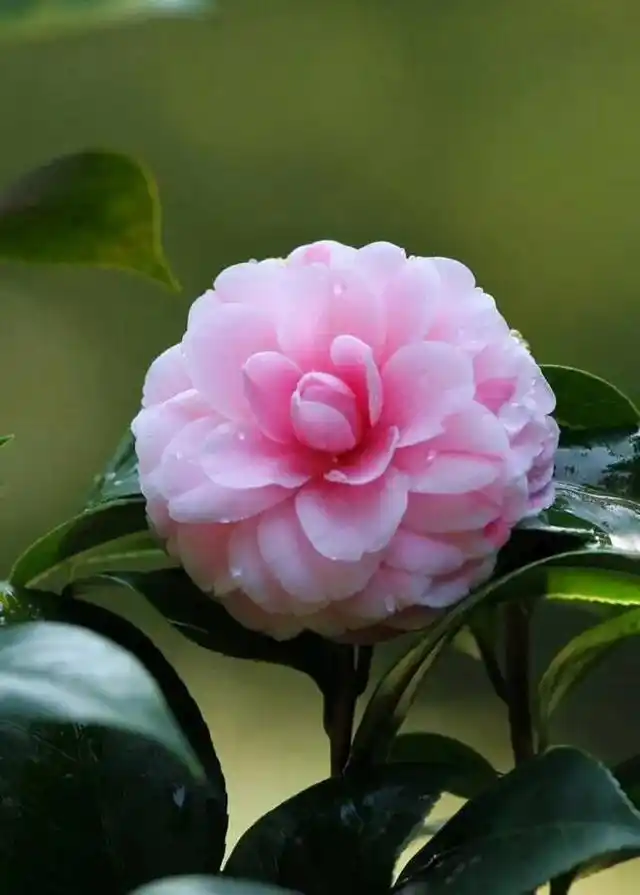 漂亮的山茶花壁纸