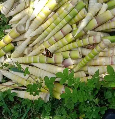 刺竹笋刺竹笋干货