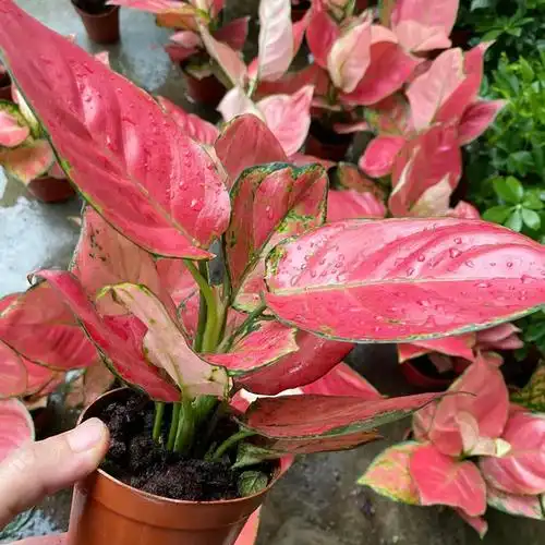 如意盆栽水培如意花吉祥如意吉祥净化空气绿植皇后叶绿植绿植