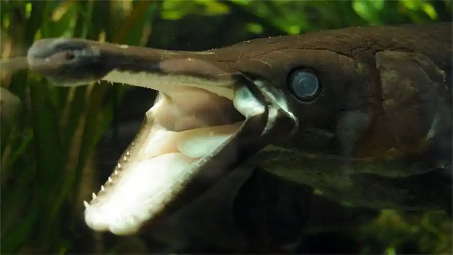 世界上最"毒"的鱼:一条就能破坏生态平衡,在地球存活了1亿年