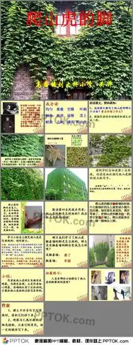 爬山虎的脚讲课ppt