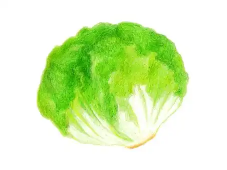 生菜(彩色铅笔画)