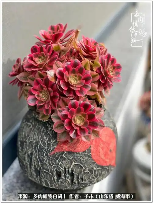 多肉成就生活之美法师篇