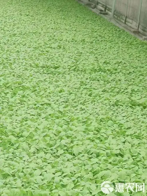 心连心腐植酸黑尿素80斤包装