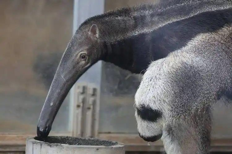 大食蚁兽属于哺乳纲,食蚁兽科,是食蚁兽中最大的动物,头体长1000-1200