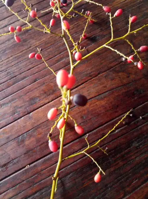 这是什么植物啊,成熟的果实红红的?