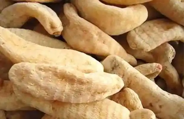 大众健康丨为何市场上的野生天麻多为假货