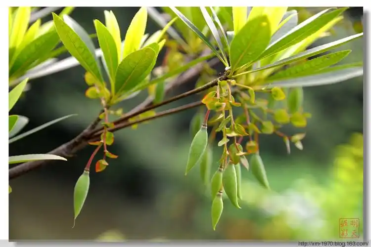 【引用】水石榕果实