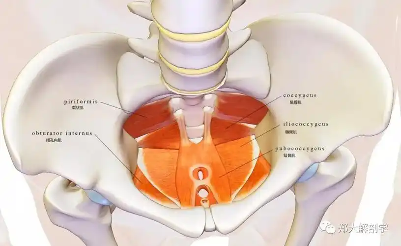 盆底肌会随着呼吸而运动_解剖