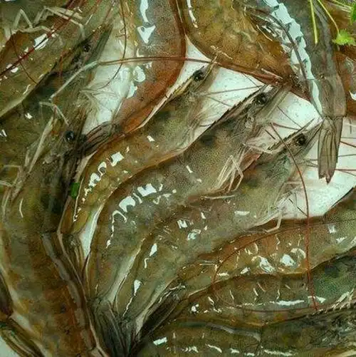 鲜活海白虾,58元一斤.