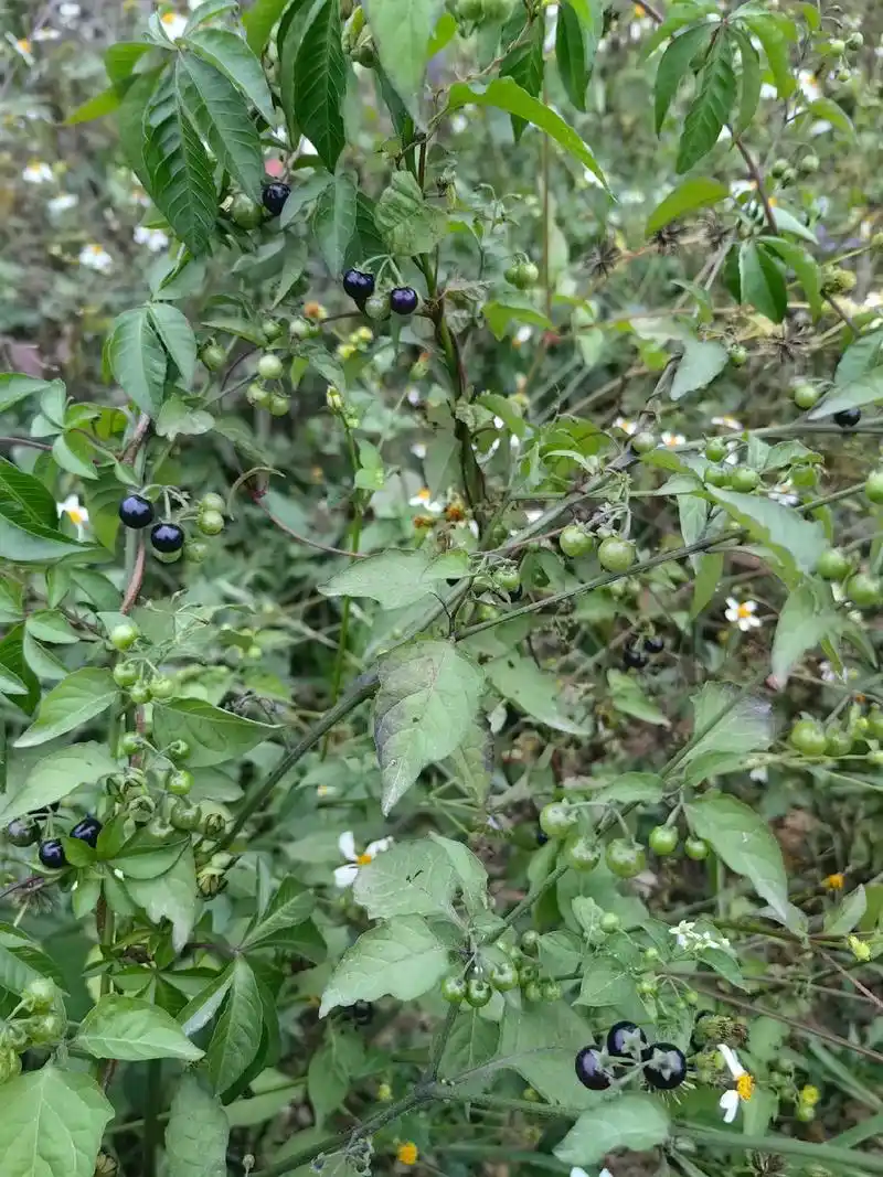 广东的龙葵刚成熟 - 抖音