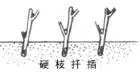硬枝扦插